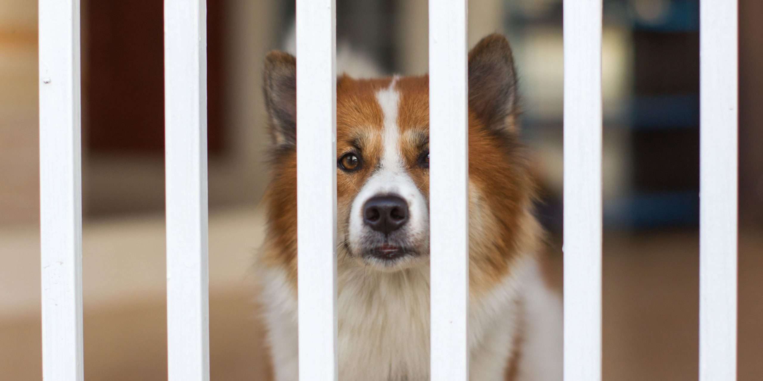 Aluminum Fence For Dog Owner-1