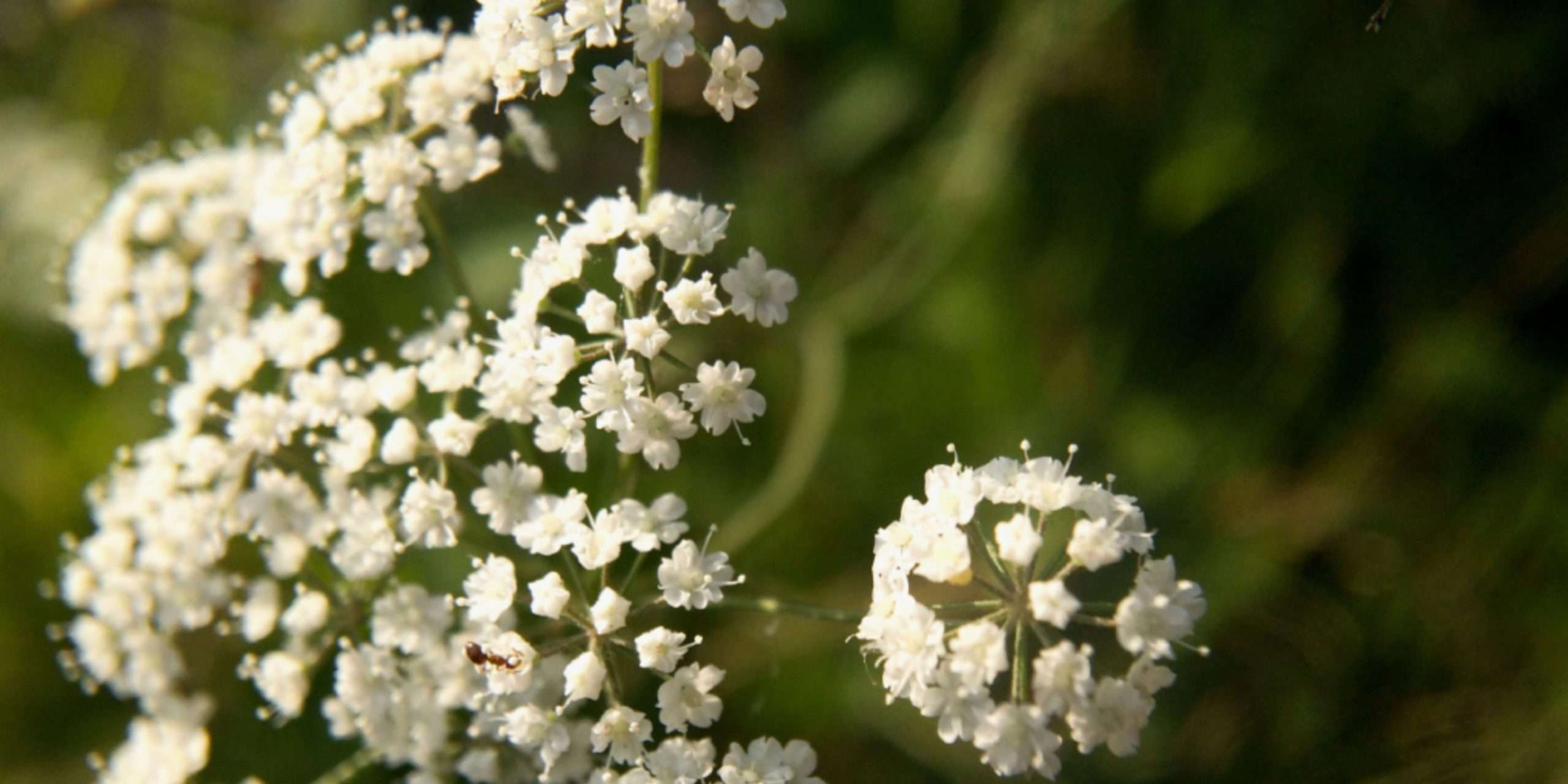 7 Dangerous Plants Hiding in Your Backyard: Awareness and Precautions