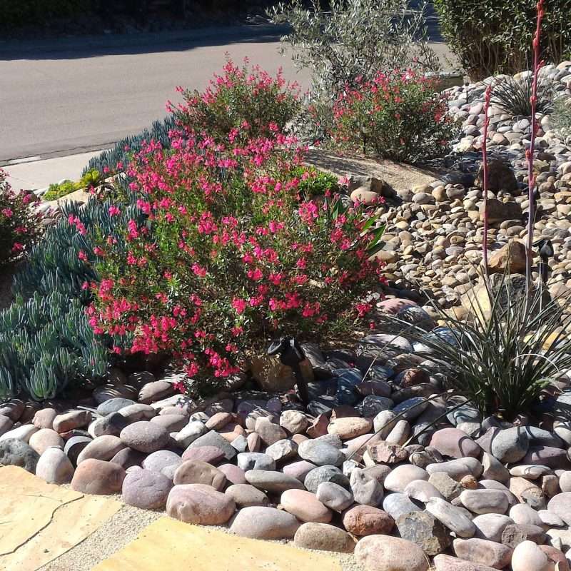 All About Xeriscaping A Guide to Water-Smart Landscaping