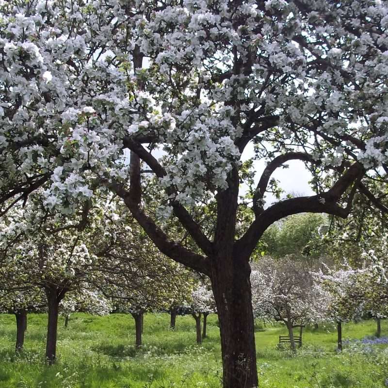 Apple Blossoms