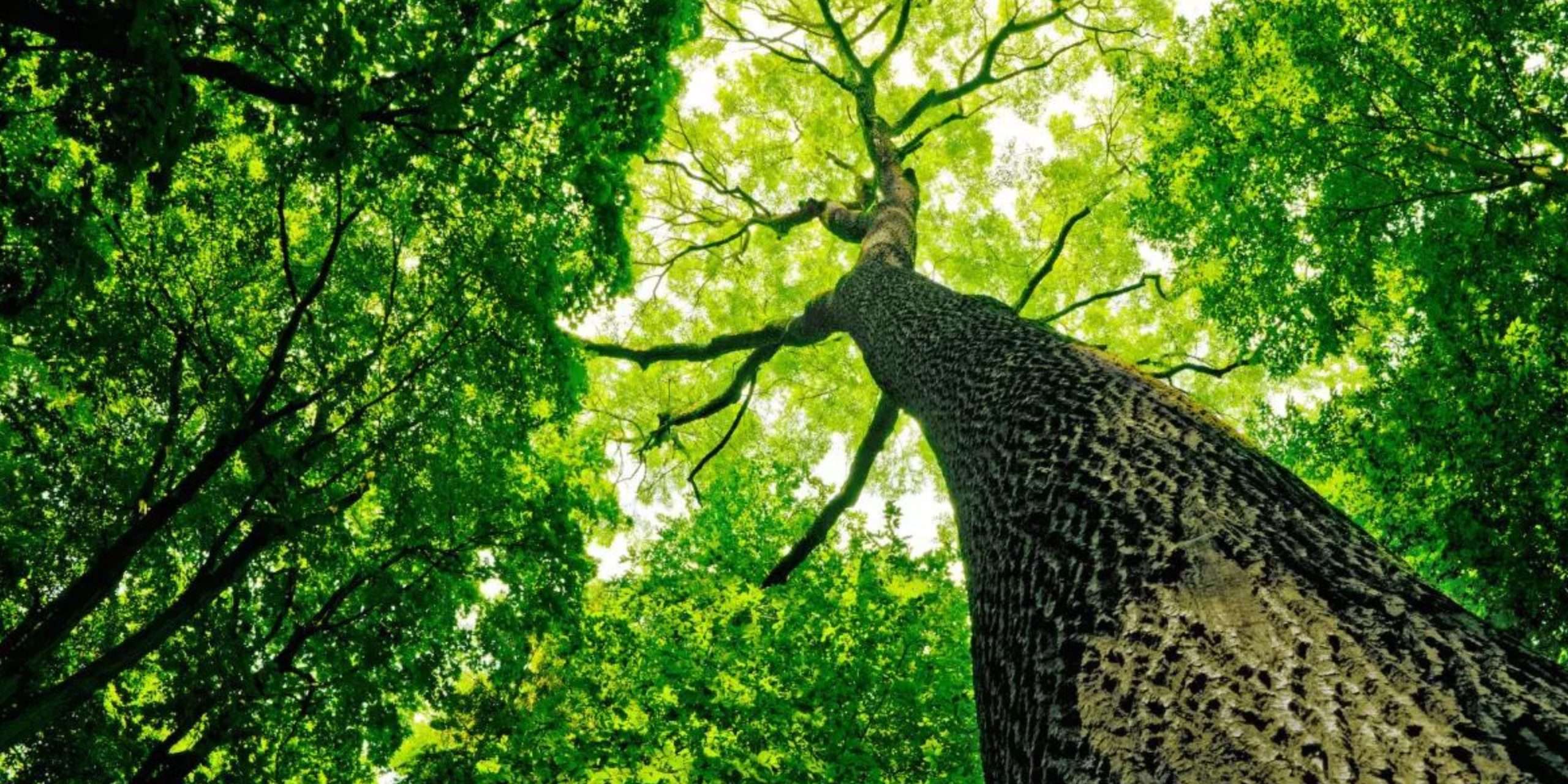 Beautiful Shade Trees for Your Canadian Yard