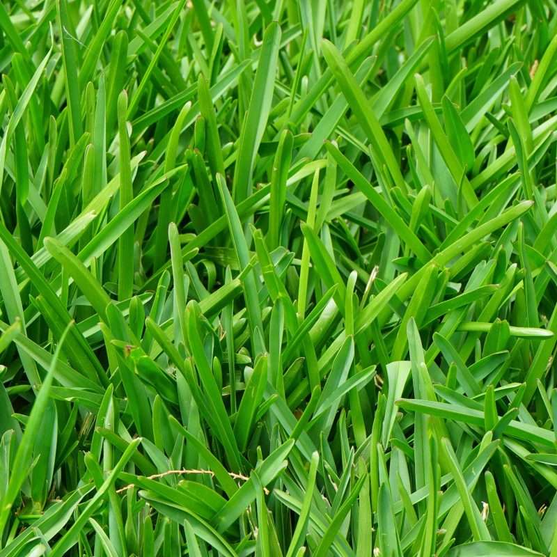 Common Lawn Mowing Mistakes to Avoid for a Healthy and Lush Yard