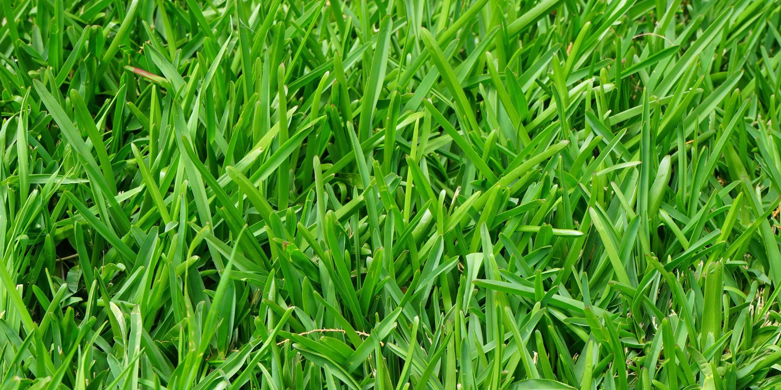 Common Lawn Mowing Mistakes to Avoid for a Healthy and Lush Yard