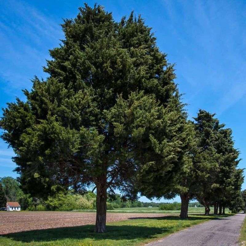 Eastern Redcedar