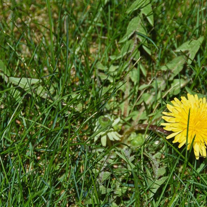 Mastering Weed Control The Key to a Flourishing Garden