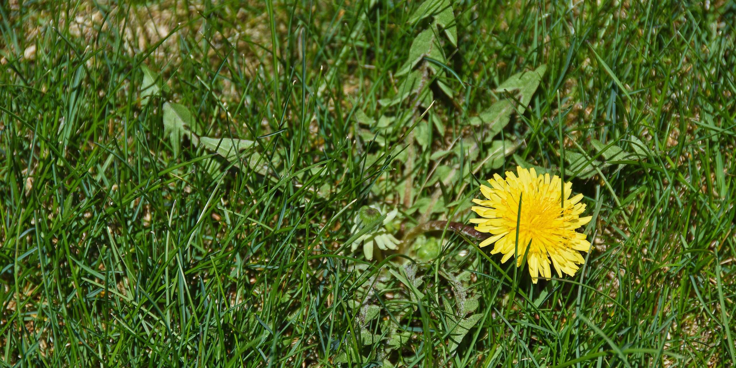 Mastering Weed Control for a Flourishing Oasis with Essential Tips