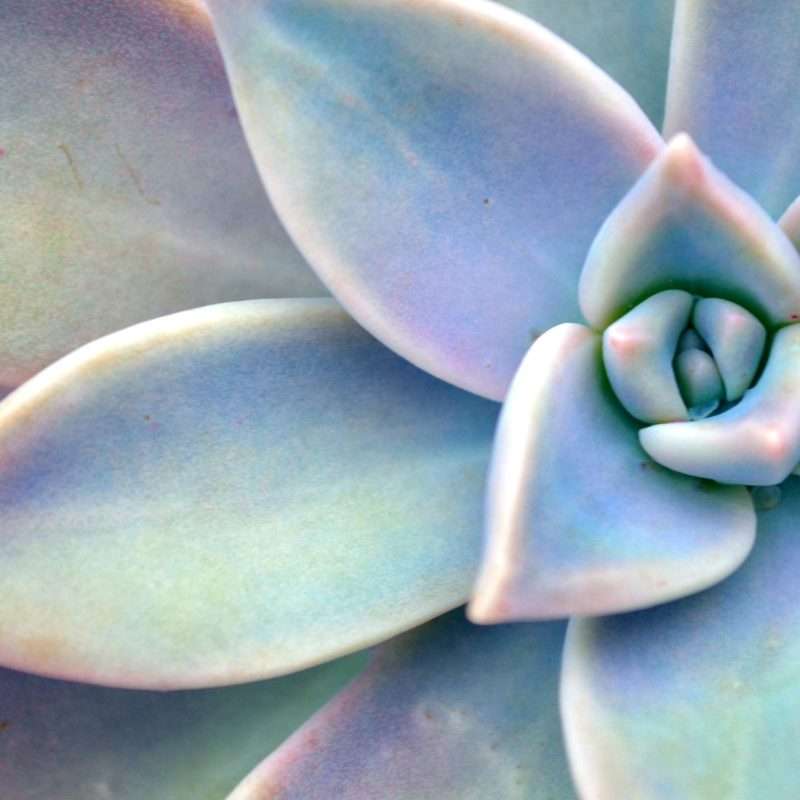 Why Succulents Are Perfect for Outdoor Living Spaces