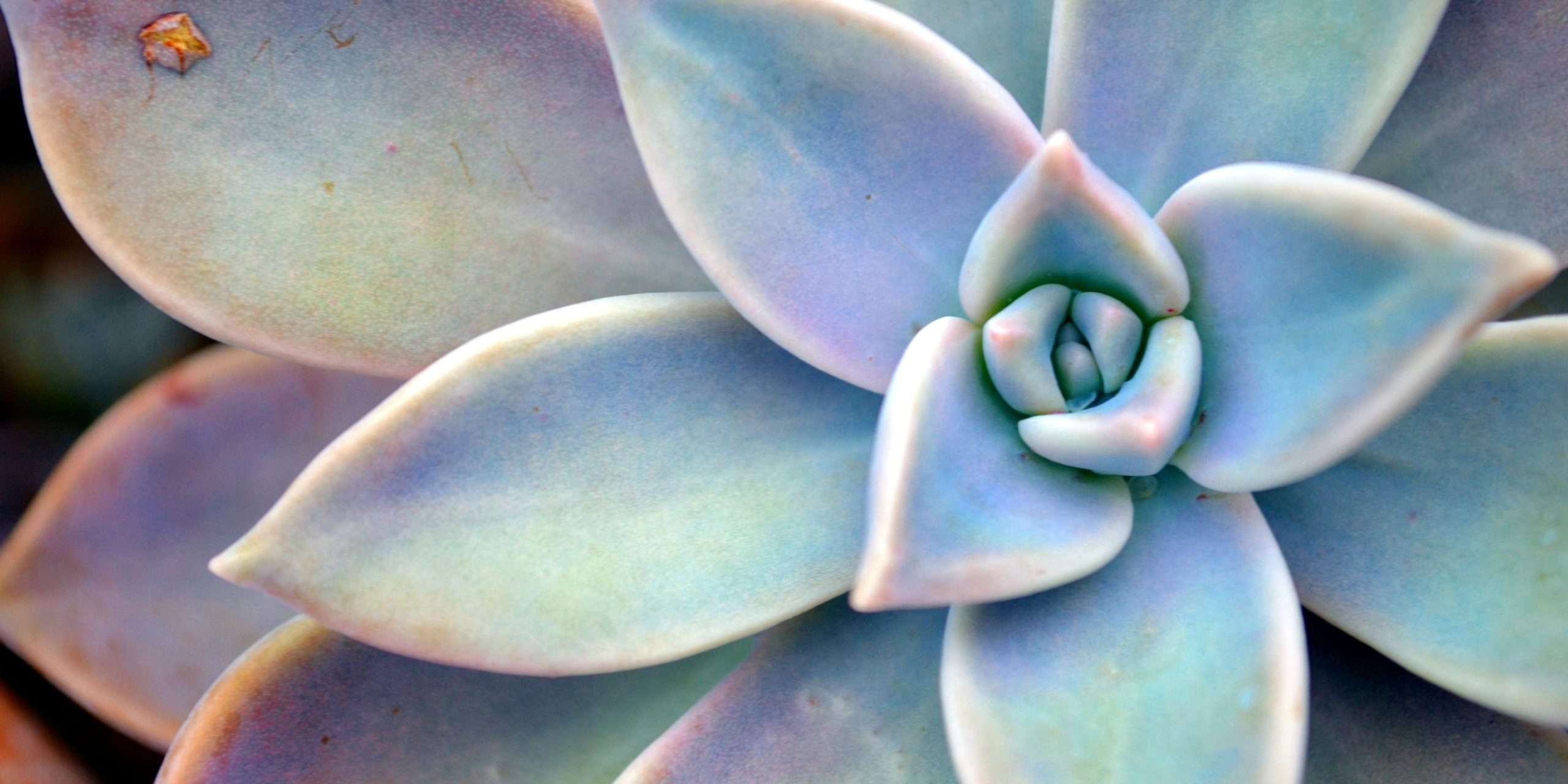 Why Succulents Are Perfect for Outdoor Living Spaces