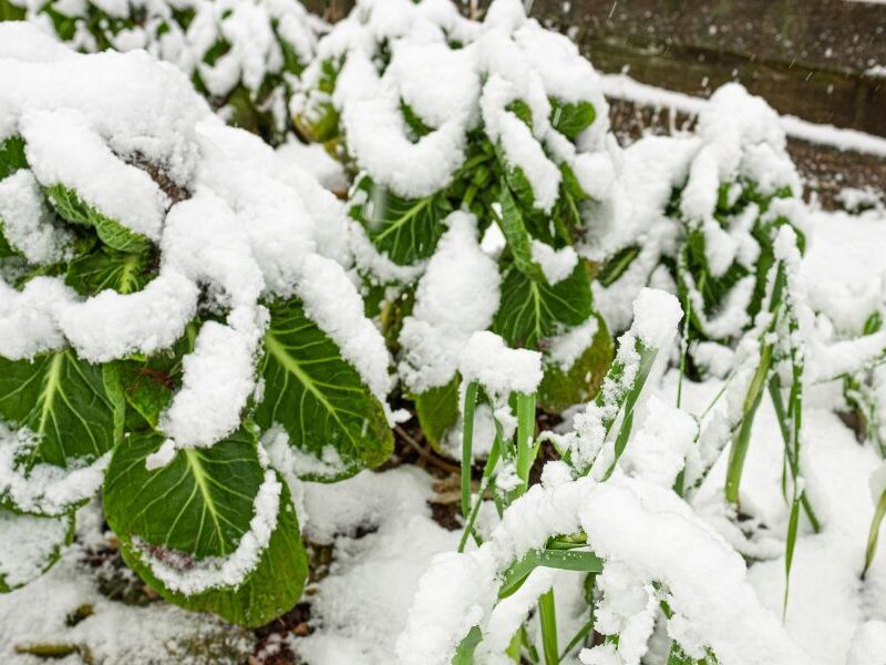 winter plants