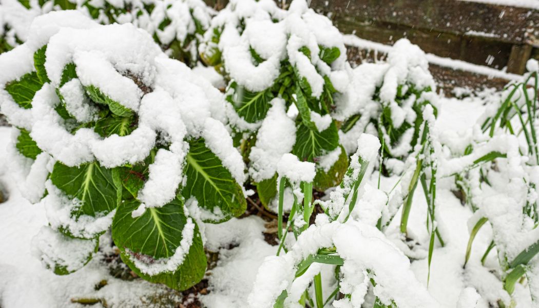 7 Ways to Protect Your Commercial Property’s Plants This Winter